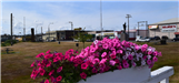 Pink Flowers Displayed on a White Fence