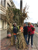Volunteers Holding up Corn Stalks