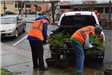 Two Volunteers Working on Tree Branches in the Bed of a Truck