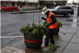 Volunteer Arranging a Holiday Arrangement in a Large Pot
