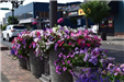 Side View of a Row of Colorful Potted Plants