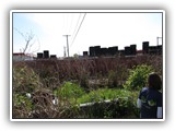 Man walking through large brush