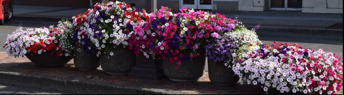 Row of Several Potted Plants of Various Sizes