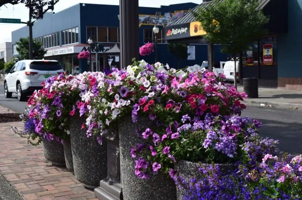 Side View of a Row of Colorful Potted Plants