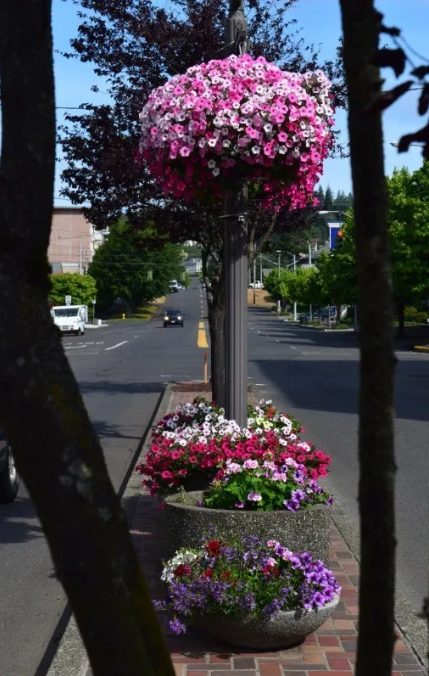 Ground Plants and a Potted Hanging Plant